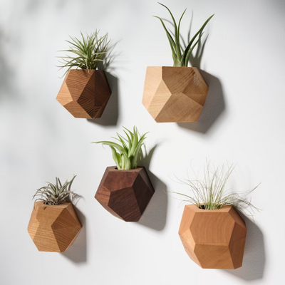 Geometric Air Plants