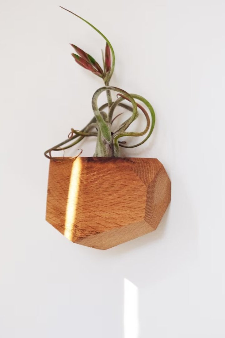 Geometric Air Plants